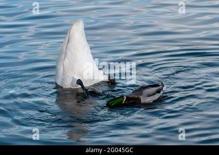 Vadnais Heights, Minnesota. Parc régional du lac Vadnais. Cygne trompettiste; Cygnus buccinator recherche de nourriture sur le fond du lac avec l'attente de canard colvert Banque D'Images