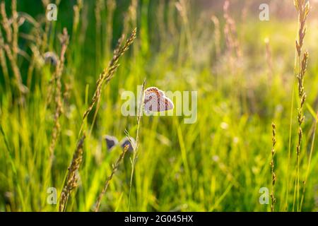 Papillon Plebejus argus repose et s'assoit sur l'herbe sur un fond vert flou dans les rayons du soleil couchant au coucher du soleil. Un petit papillon commun Banque D'Images