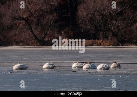 Vadnais Heights, Minnesota. Parc régional du lac Vadnais. Six cygnes trompettes; Cygnus buccinator dormant sur la glace d'un lac gelé en hiver. Banque D'Images