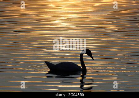 Vadnais Heights, Minnesota. Parc régional du lac Vadnais. Silhouette d'un cygne trompette; Cygnus buccinator; nage dans un lac au coucher du soleil. Banque D'Images