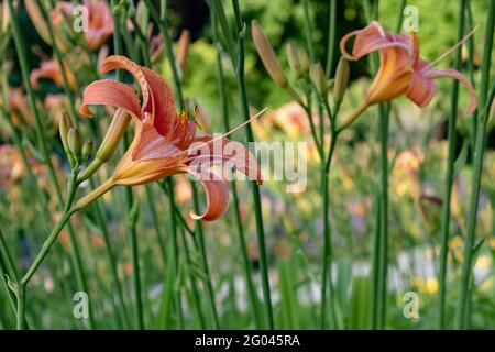 Le daylily tigre d'orange (Hemerocallis fulva) aussi appelé le lily-jour, gros plan et vue latérale avec fond vert Banque D'Images