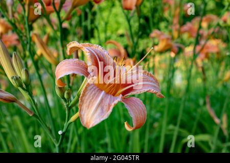 Magnifique nénuphar orange (Hemerocallis fulva) avec fond vert, également appelé daylis tigre, gros plan, vue latérale Banque D'Images