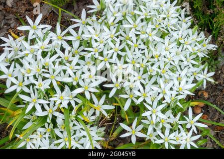 Ornithogalum umbellatum Ornithogalum étoile de Bethléem Sleepydick NAP à midi fleurs blanches en forme d'étoile bulbe plante vivace Banque D'Images