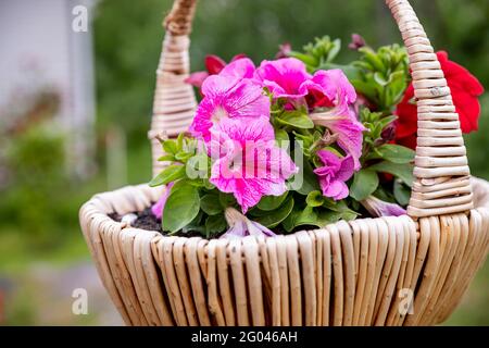 Belle pétunia fleurs dans le panier de wicler, décoration de jardin. Sur un fond vert.jardin d'été. Banque D'Images