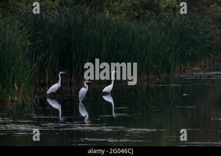 Vadnais Heights, Minnesota. Parc régional du lac Vadnais. Trois Grands Egrets, Ardea alba dans un beau lac avec des reflets. Banque D'Images