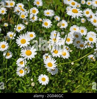 Marguerites fleuries, Leucanthemum, au printemps Banque D'Images