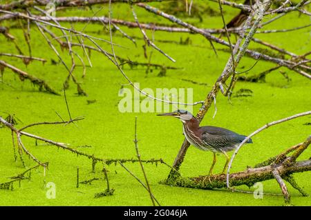 Vadnais Heights, Minnesota. Heron vert, Butorides virescens debout sur une bûche dans un étang couvert d'algues vertes à la recherche de poissons. Banque D'Images