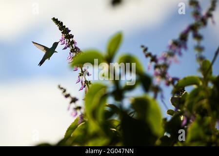 Rio Claro, Sao Paulo, Brésil. 31 mai 2021. Hummingbird vu se nourrir sur les fleurs d'un jardin à Rio Claro, Sao Paulo, Brésil, le 31 mai 2021. Crédit: Igor do Vale/ZUMA Wire/Alay Live News Banque D'Images