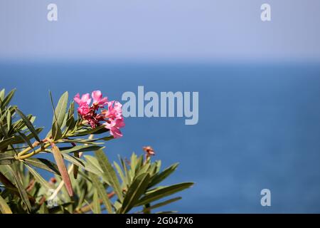 Vacances en mer, fleurs d'oléander sur fond bleu d'eau. Loisirs et détente sur une plage paradisiaque Banque D'Images