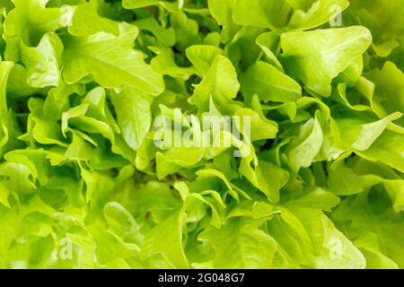 Des feuilles vertes de salade plantent dans le jardin. Arrière-plan de jardinage. Bio ou bio Banque D'Images