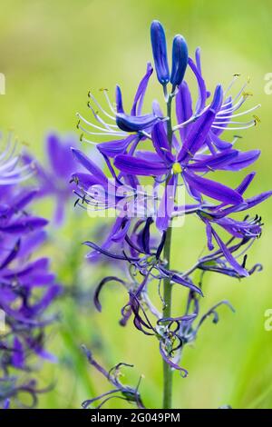 Camassia leichtlinii Fleur bleu Grande camas jacinthe sauvage fleur de gros plan Camassia commune quamash Banque D'Images