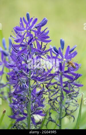 Super camas Camassia esculenta Banque D'Images