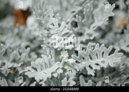 Arrière-plan floral macro naturel avec des feuilles d'argent Jacobaea maritima, communément connu sous le nom de ragwort d'argent Banque D'Images