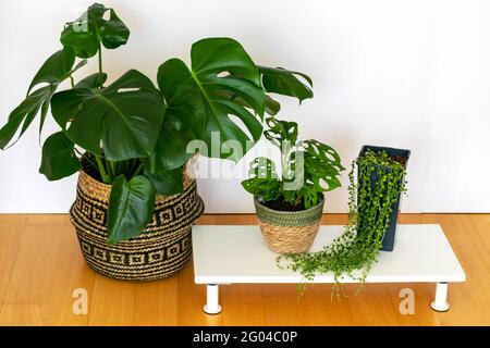 Monstera deliciosa, Monkey Mask et Senecio Rowley à l'intérieur de la maison. Plantes exotiques tendance dans les pots modernes de hipster. Jardinage à la maison, soin de la maison p Banque D'Images