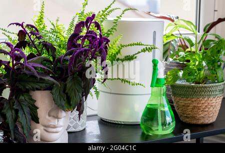 Composition élégante de différentes plantes en pot et humidificateur. Concept de jardin à la maison. Prendre soin des plantes à la maison. Banque D'Images