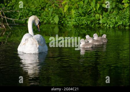 Dorney, Buckinghamshire, Royaume-Uni. 31 mai 2021. Une paire de cygnes à Dorney ont cinq cygnets moelleux cette année. Les cygnes s'accouplent pour la vie et nichent souvent au même endroit chaque année. Le nombre de nouveaux cygnets est compté dans la hausse annuelle des cygnes, qui, nous l'espérons, reviendra cette année avec la levée des restrictions de Covid-19. Crédit : Maureen McLean/Alay Banque D'Images