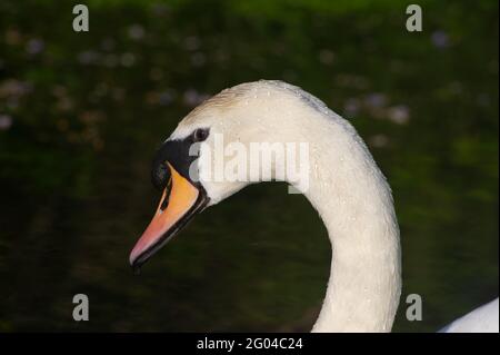 Dorney, Buckinghamshire, Royaume-Uni. 31 mai 2021. Une paire de cygnes à Dorney ont cinq cygnets moelleux cette année. Les cygnes s'accouplent pour la vie et nichent souvent au même endroit chaque année. Le nombre de nouveaux cygnets est compté dans la hausse annuelle des cygnes, qui, nous l'espérons, reviendra cette année avec la levée des restrictions de Covid-19. Crédit : Maureen McLean/Alay Banque D'Images