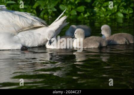 Dorney, Buckinghamshire, Royaume-Uni. 31 mai 2021. Une paire de cygnes à Dorney ont cinq cygnets moelleux cette année. Les cygnes s'accouplent pour la vie et nichent souvent au même endroit chaque année. Le nombre de nouveaux cygnets est compté dans la hausse annuelle des cygnes, qui, nous l'espérons, reviendra cette année avec la levée des restrictions de Covid-19. Crédit : Maureen McLean/Alay Banque D'Images