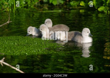 Dorney, Buckinghamshire, Royaume-Uni. 31 mai 2021. Une paire de cygnes à Dorney ont cinq cygnets moelleux cette année. Les cygnes s'accouplent pour la vie et nichent souvent au même endroit chaque année. Le nombre de nouveaux cygnets est compté dans la hausse annuelle des cygnes, qui, nous l'espérons, reviendra cette année avec la levée des restrictions de Covid-19. Crédit : Maureen McLean/Alay Banque D'Images