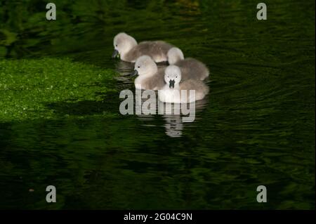 Dorney, Buckinghamshire, Royaume-Uni. 31 mai 2021. Une paire de cygnes à Dorney ont cinq cygnets moelleux cette année. Les cygnes s'accouplent pour la vie et nichent souvent au même endroit chaque année. Le nombre de nouveaux cygnets est compté dans la hausse annuelle des cygnes, qui, nous l'espérons, reviendra cette année avec la levée des restrictions de Covid-19. Crédit : Maureen McLean/Alay Banque D'Images