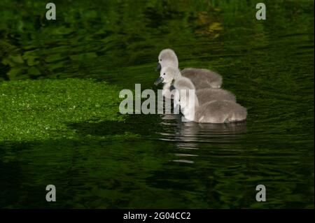 Dorney, Buckinghamshire, Royaume-Uni. 31 mai 2021. Une paire de cygnes à Dorney ont cinq cygnets moelleux cette année. Les cygnes s'accouplent pour la vie et nichent souvent au même endroit chaque année. Le nombre de nouveaux cygnets est compté dans la hausse annuelle des cygnes, qui, nous l'espérons, reviendra cette année avec la levée des restrictions de Covid-19. Crédit : Maureen McLean/Alay Banque D'Images