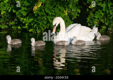 Dorney, Buckinghamshire, Royaume-Uni. 31 mai 2021. Une paire de cygnes à Dorney ont cinq cygnets moelleux cette année. Les cygnes s'accouplent pour la vie et nichent souvent au même endroit chaque année. Le nombre de nouveaux cygnets est compté dans la hausse annuelle des cygnes, qui, nous l'espérons, reviendra cette année avec la levée des restrictions de Covid-19. Crédit : Maureen McLean/Alay Banque D'Images