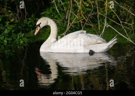 Dorney, Buckinghamshire, Royaume-Uni. 31 mai 2021. Une paire de cygnes à Dorney ont cinq cygnets moelleux cette année. Les cygnes s'accouplent pour la vie et nichent souvent au même endroit chaque année. Le nombre de nouveaux cygnets est compté dans la hausse annuelle des cygnes, qui, nous l'espérons, reviendra cette année avec la levée des restrictions de Covid-19. Crédit : Maureen McLean/Alay Banque D'Images