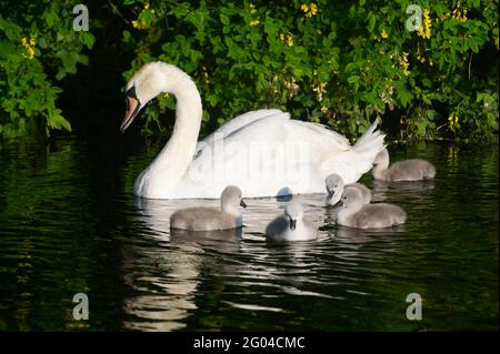 Dorney, Buckinghamshire, Royaume-Uni. 31 mai 2021. Une paire de cygnes à Dorney ont cinq cygnets moelleux cette année. Les cygnes s'accouplent pour la vie et nichent souvent au même endroit chaque année. Le nombre de nouveaux cygnets est compté dans la hausse annuelle des cygnes, qui, nous l'espérons, reviendra cette année avec la levée des restrictions de Covid-19. Crédit : Maureen McLean/Alay Banque D'Images