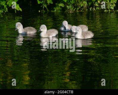 Dorney, Buckinghamshire, Royaume-Uni. 31 mai 2021. Une paire de cygnes à Dorney ont cinq cygnets moelleux cette année. Les cygnes s'accouplent pour la vie et nichent souvent au même endroit chaque année. Le nombre de nouveaux cygnets est compté dans la hausse annuelle des cygnes, qui, nous l'espérons, reviendra cette année avec la levée des restrictions de Covid-19. Crédit : Maureen McLean/Alay Banque D'Images