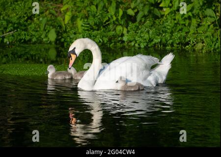 Dorney, Buckinghamshire, Royaume-Uni. 31 mai 2021. Une paire de cygnes à Dorney ont cinq cygnets moelleux cette année. Les cygnes s'accouplent pour la vie et nichent souvent au même endroit chaque année. Le nombre de nouveaux cygnets est compté dans la hausse annuelle des cygnes, qui, nous l'espérons, reviendra cette année avec la levée des restrictions de Covid-19. Crédit : Maureen McLean/Alay Banque D'Images