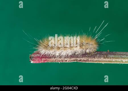 Vadnais Heights, Minnesota. Forêt John H. Allison. Chenille d'ours jaune, Spilosoma virginica sur tige de plante avec fond vert. Banque D'Images