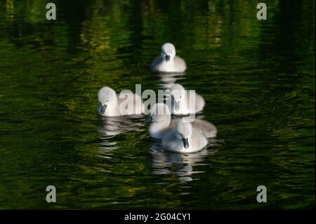 Dorney, Buckinghamshire, Royaume-Uni. 31 mai 2021. Une paire de cygnes à Dorney ont cinq cygnets moelleux cette année. Les cygnes s'accouplent pour la vie et nichent souvent au même endroit chaque année. Le nombre de nouveaux cygnets est compté dans la hausse annuelle des cygnes, qui, nous l'espérons, reviendra cette année avec la levée des restrictions de Covid-19. Crédit : Maureen McLean/Alay Banque D'Images