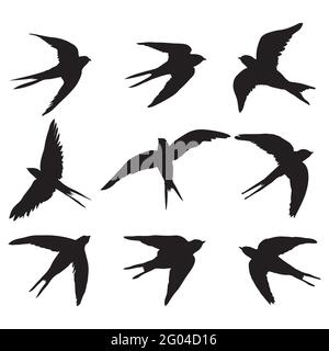 Un ensemble de silhouettes vectorielles isolées noires d'une hirondelle, un oiseau sur fond blanc. Illustration vectorielle. Illustration de Vecteur