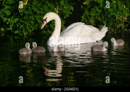 Dorney, Buckinghamshire, Royaume-Uni. 31 mai 2021. Une paire de cygnes à Dorney ont cinq cygnets moelleux cette année. Les cygnes s'accouplent pour la vie et nichent souvent au même endroit chaque année. Le nombre de nouveaux cygnets est compté dans la hausse annuelle des cygnes, qui, nous l'espérons, reviendra cette année avec la levée des restrictions de Covid-19. Crédit : Maureen McLean/Alay Banque D'Images