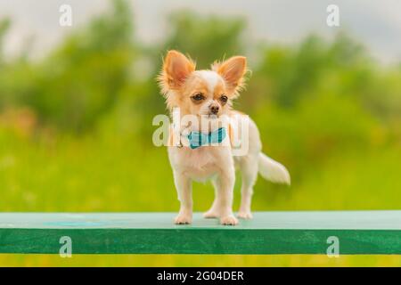 Un Chihuahua rouge et blanc à pois. Le chiot Chihuahua est blanc avec des taches rouges. Chien, chiot, petit Banque D'Images