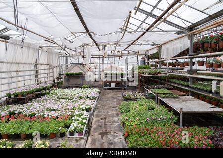Printemps en serre : fleurs de pétunia saisonnières en fleurs dans des boîtes avant transplantation à l'extérieur Banque D'Images