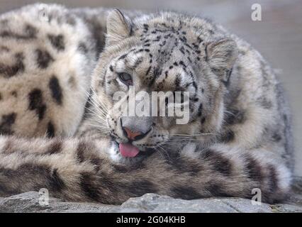 Vishnu, le bébé léopard des neiges, a fait de son mieux pour faire un Noël blanc cette année alors qu'il a fait ses premiers pas provisoires dans le monde sous l'œil vigilant de mère Yasmin. Le cub de cinq mois est l'un des 17 léopards de neige au Royaume-Uni et a fait sa première apparition publique au zoo de Marwell à Winchester, Hants. Les léopards des neiges sont l'une des espèces les plus menacées au monde et proviennent des montagnes de l'Asie centrale dans les pays déchirés par la guerre comme l'Afghanistan. Il n'y en a que 5,000 dans le monde et leur nombre diminue rapidement grâce à la guerre et à la chasse à la fourrure. Gaynor W. Banque D'Images