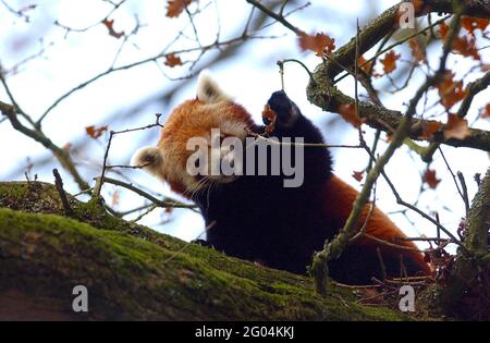 PANDA ROUGE AU PARC ZOOLOGIQUE DE MARWELL, PRÈS DE WINCHESTER, HANTS. PIC MIKE WALKER 2005 Banque D'Images