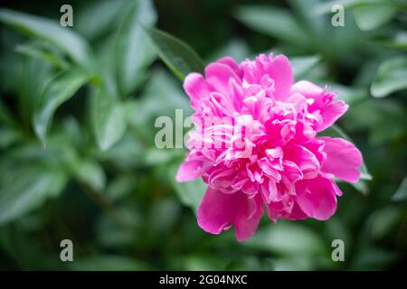 Magnifique fond floral botanique avec fleurs de pivoine rose en été jardin Banque D'Images