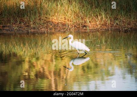 Goa, Inde. Pêche au poisson blanc de Little Egret dans l'étang de la rivière Banque D'Images