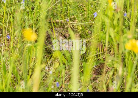 Un serpent doux bien caché dans l'herbe sur un pré Banque D'Images