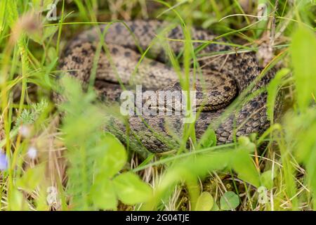 Un serpent doux bien caché dans l'herbe sur un pré Banque D'Images