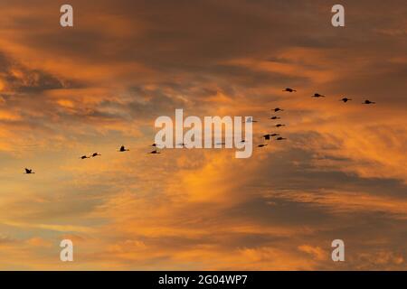 Un troupeau de grues du Canada, Grus canadensis, survole un magnifique coucher de soleil sur le NWR Merced dans la vallée de San Joaquin en Californie. Banque D'Images