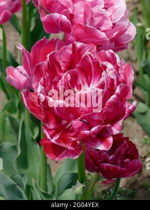 Tulips de Backpacker avec péony-comme rose doux et blanc doubles pétales en pleine fleur Banque D'Images