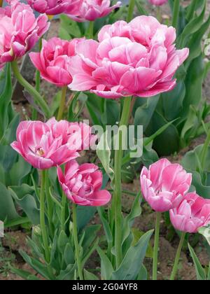 Tulips de Backpacker avec péony-comme rose doux et blanc doubles pétales en pleine fleur Banque D'Images