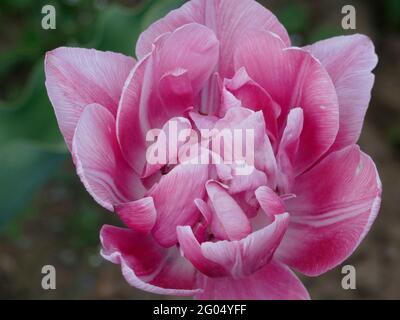 Tulips de Backpacker avec péony-comme rose doux et blanc doubles pétales en pleine fleur Banque D'Images