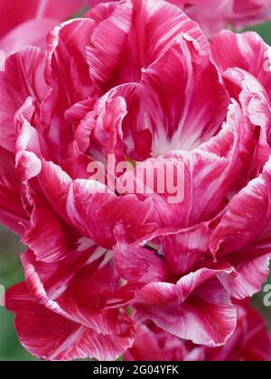Tulips de Backpacker avec péony-comme rose doux et blanc doubles pétales en pleine fleur Banque D'Images