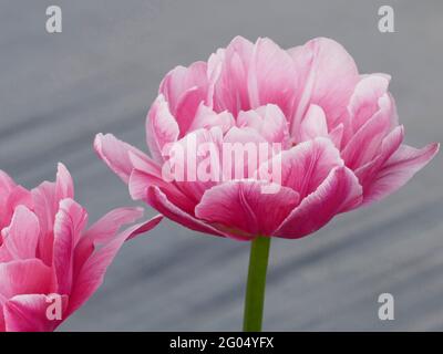 Tulips de Backpacker avec péony-comme rose doux et blanc doubles pétales en pleine fleur Banque D'Images