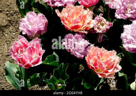 Un assortiment de Tulips de Cairns rose violet et Peach avec des pétales à double frange dans un jardin Banque D'Images