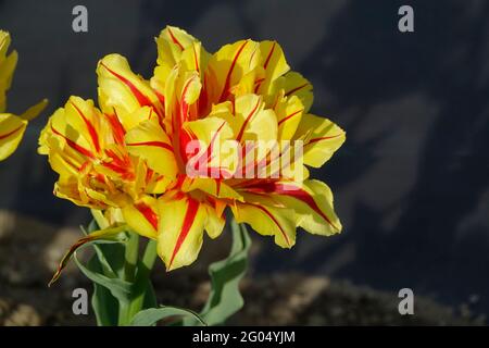 Une seule Monsella Tulip Up Close avec des pétales jaune canari et rouge à rayures fleuris comme un pivoine Banque D'Images